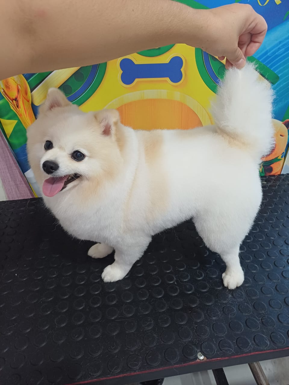 Spitz Alemão branco após tosa da raça na Mimu's Pet