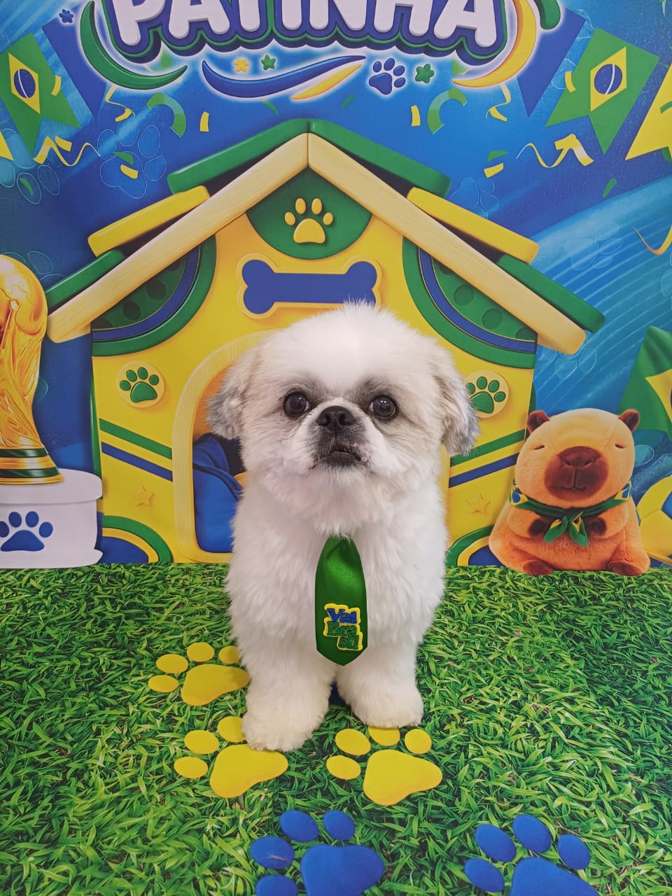 Shih Tzu branco com gravata após banho e tosa na Mimu's Pet
