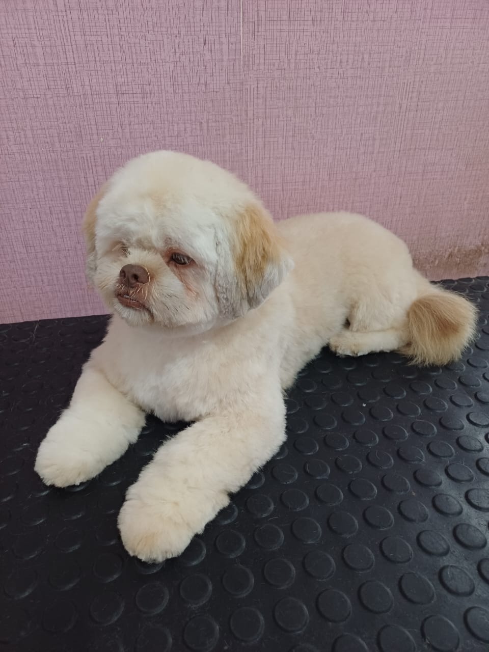 Shih Tzu deitado após tosa na tesoura na Mimu's Pet